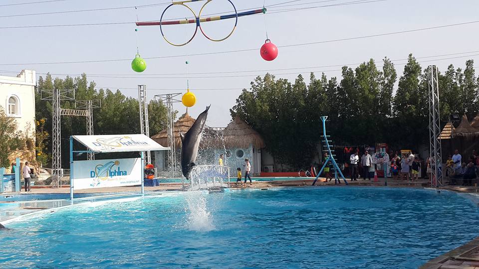 Dolphin Show in Sharm El Sheikh - image 3