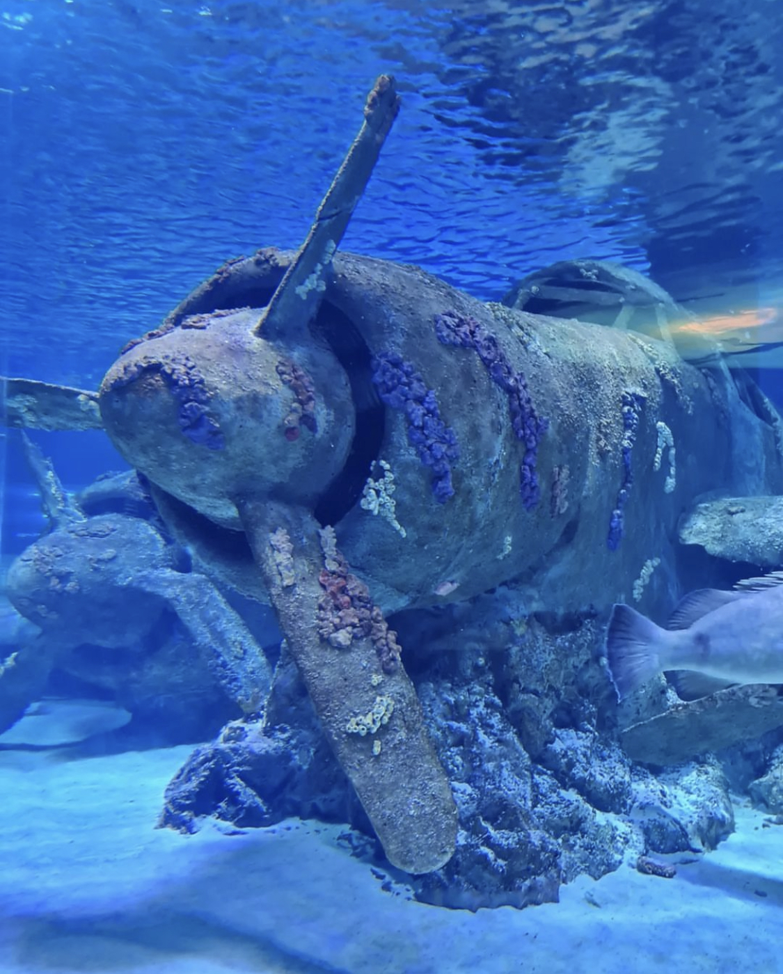 Antalya Aquarium with Entrance & Transfer from Belek - image 6