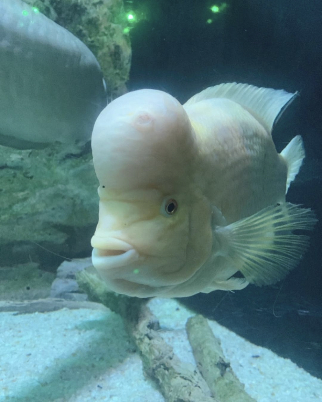 Antalya Aquarium with Entrance & Transfer - image 6