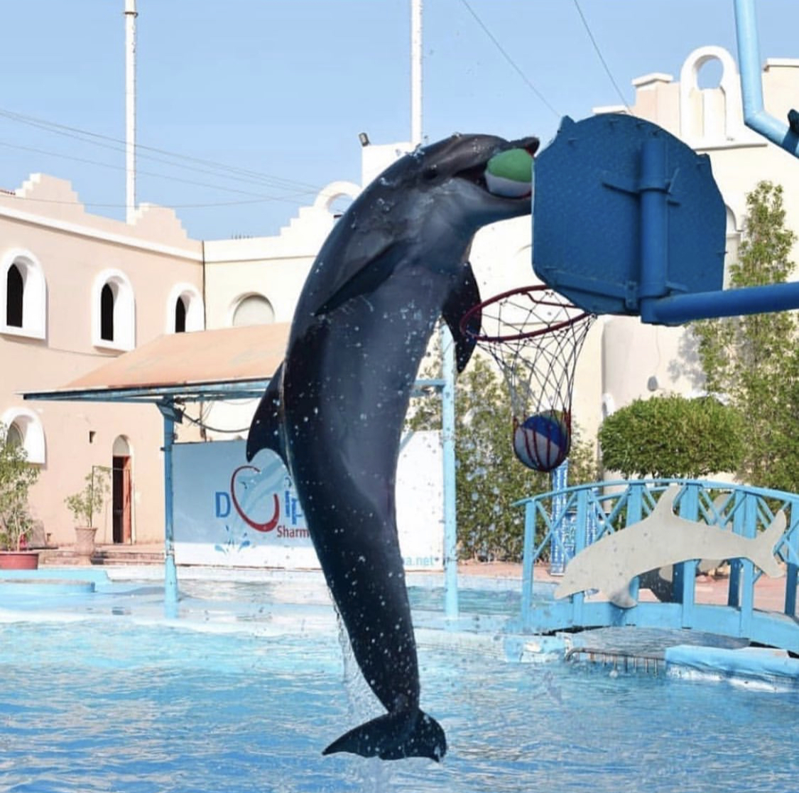 Dolphin Show in Sharm El Sheikh