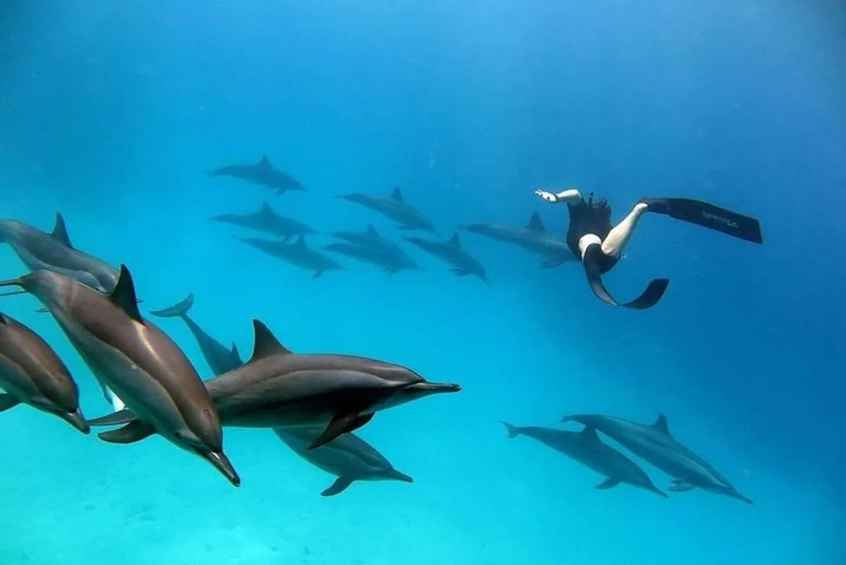 🐬 Boat trip to Dolphin House From Safaga 