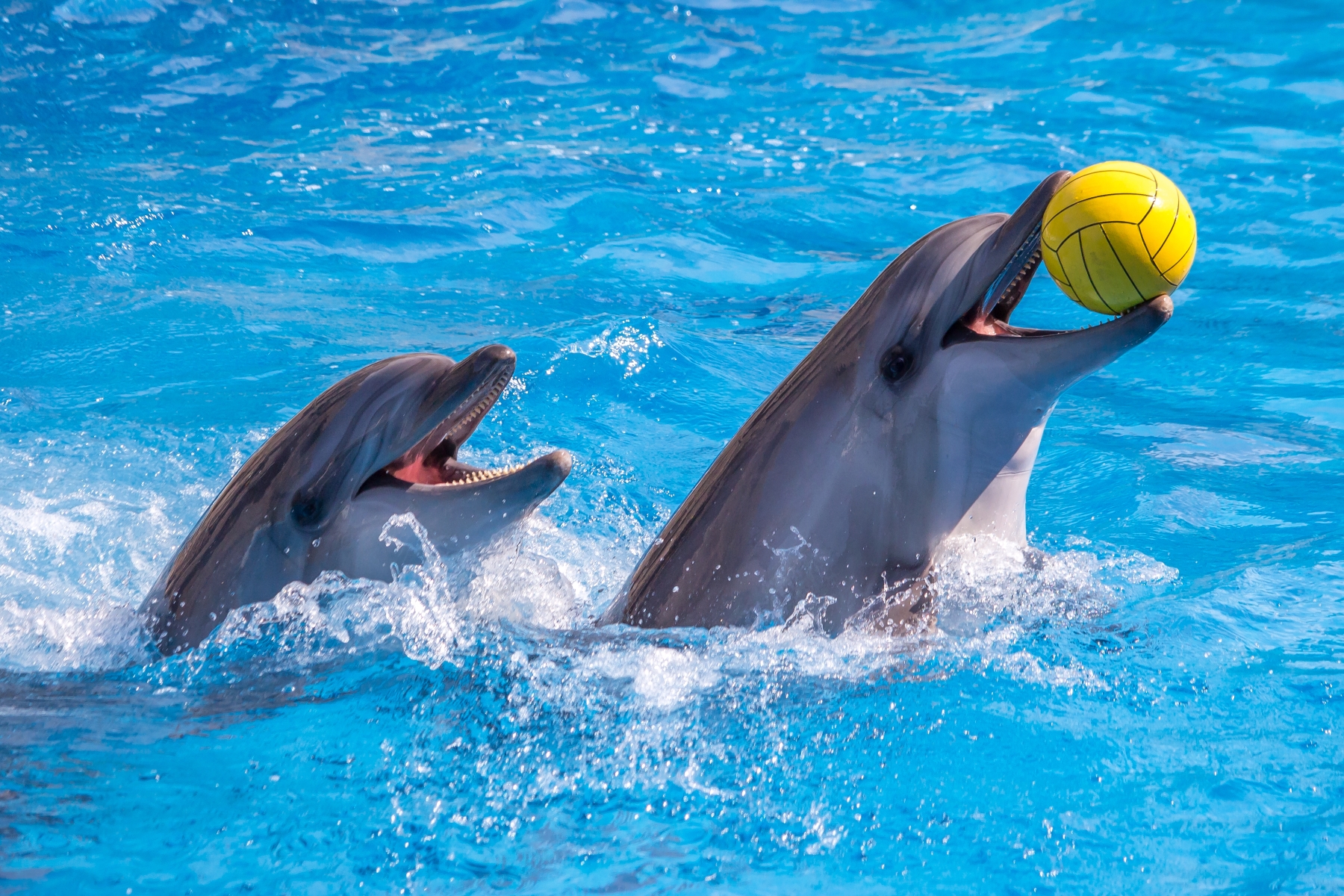 Dolphin Show in Sharm El Sheikh - image 6