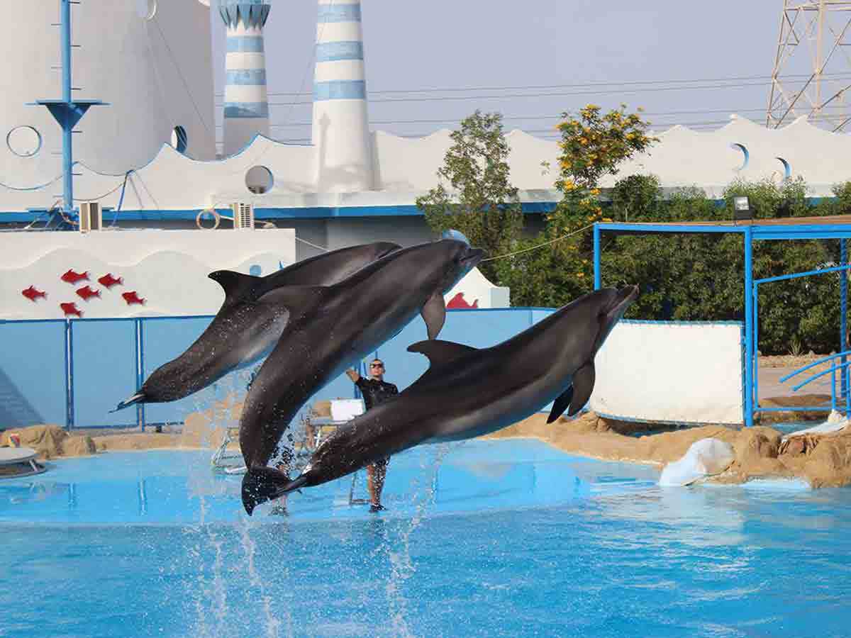 🐬 Excursion to the Hurghada Dolphinarium from El-Gouna - image 3