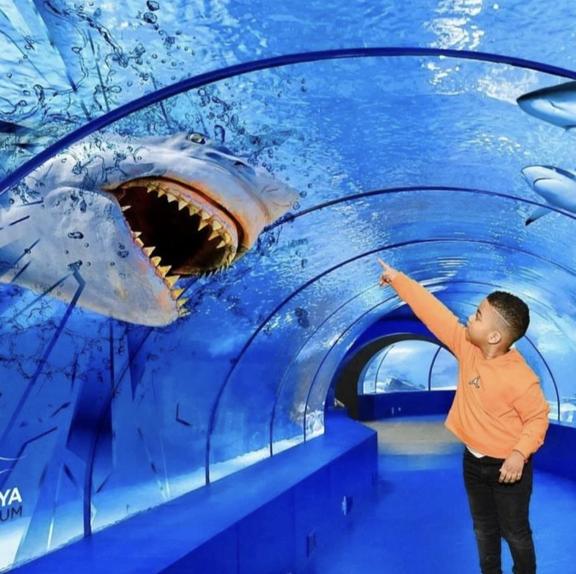 Antalya Aquarium with Entrance & Transfer from Alanya