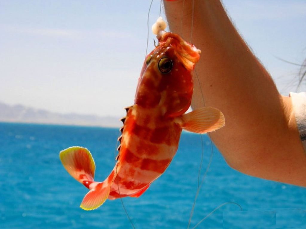 🎣🐠 Fishing, snorkeling, and Boat trip – an unforgettable day in Hurghada
