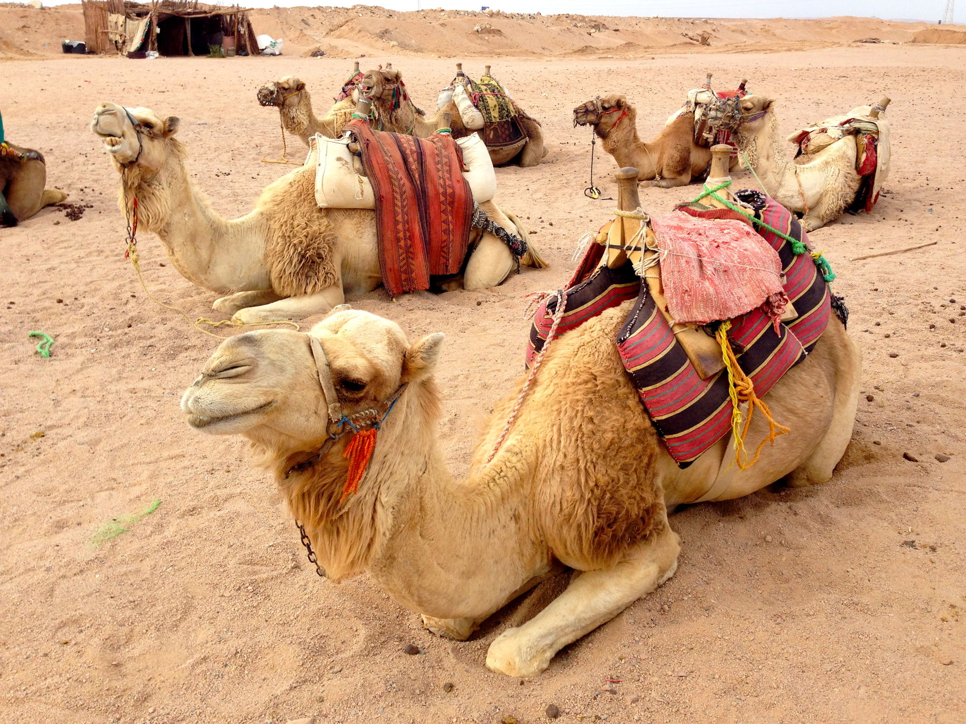 🏜️ Family Safari Tour from Safaga  - image 6