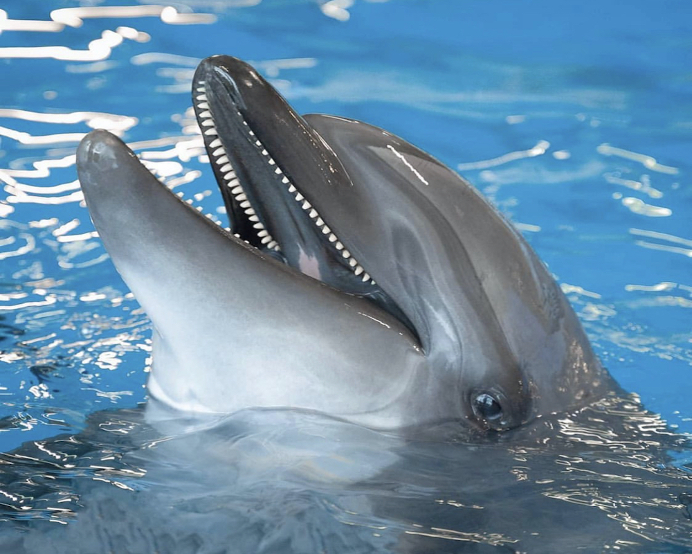 Dolphin Show in Sharm El Sheikh