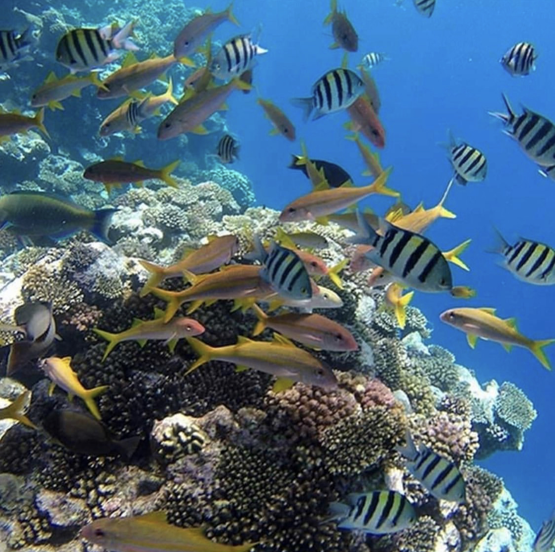 White island and Ras Mohamed Boat tour  - image 6