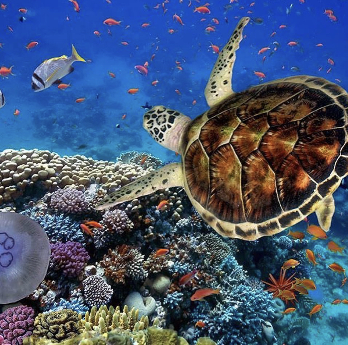 Boat trip to Tiran Island from Sharm