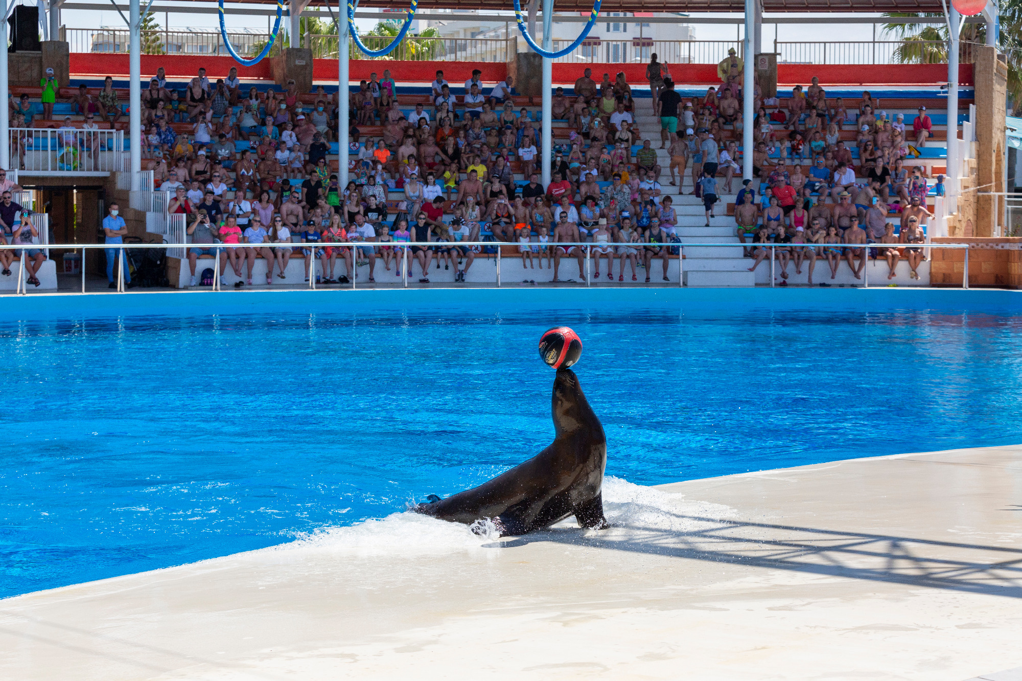 Alanya: Sealanya Dolphinpark Dolphin Show Tour - image 3