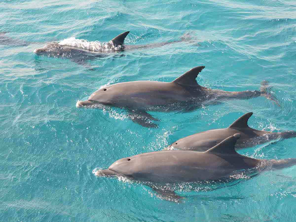 🐬 Boat trip to Dolphin House From Elgouna  