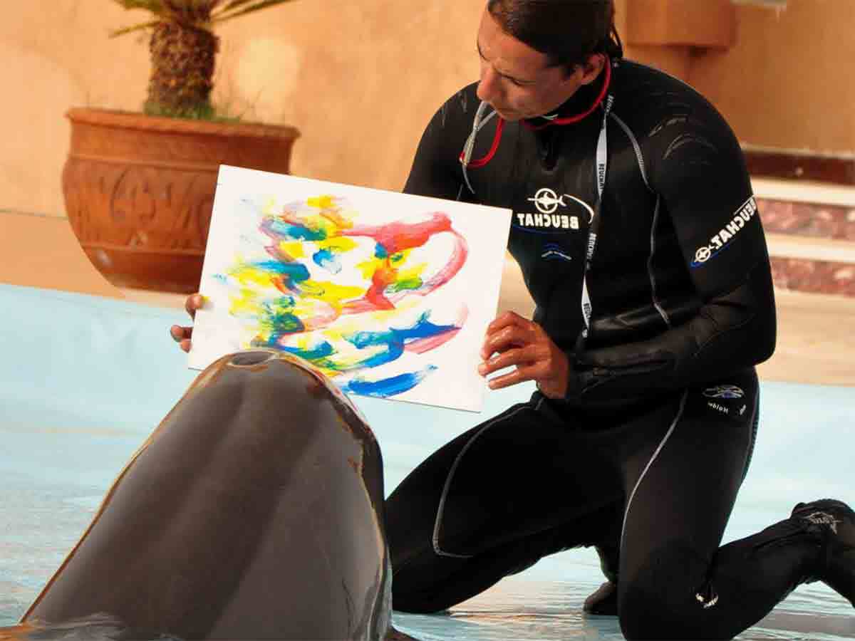 🐬 Excursion to the Hurghada Dolphinarium from Safaga - image 6