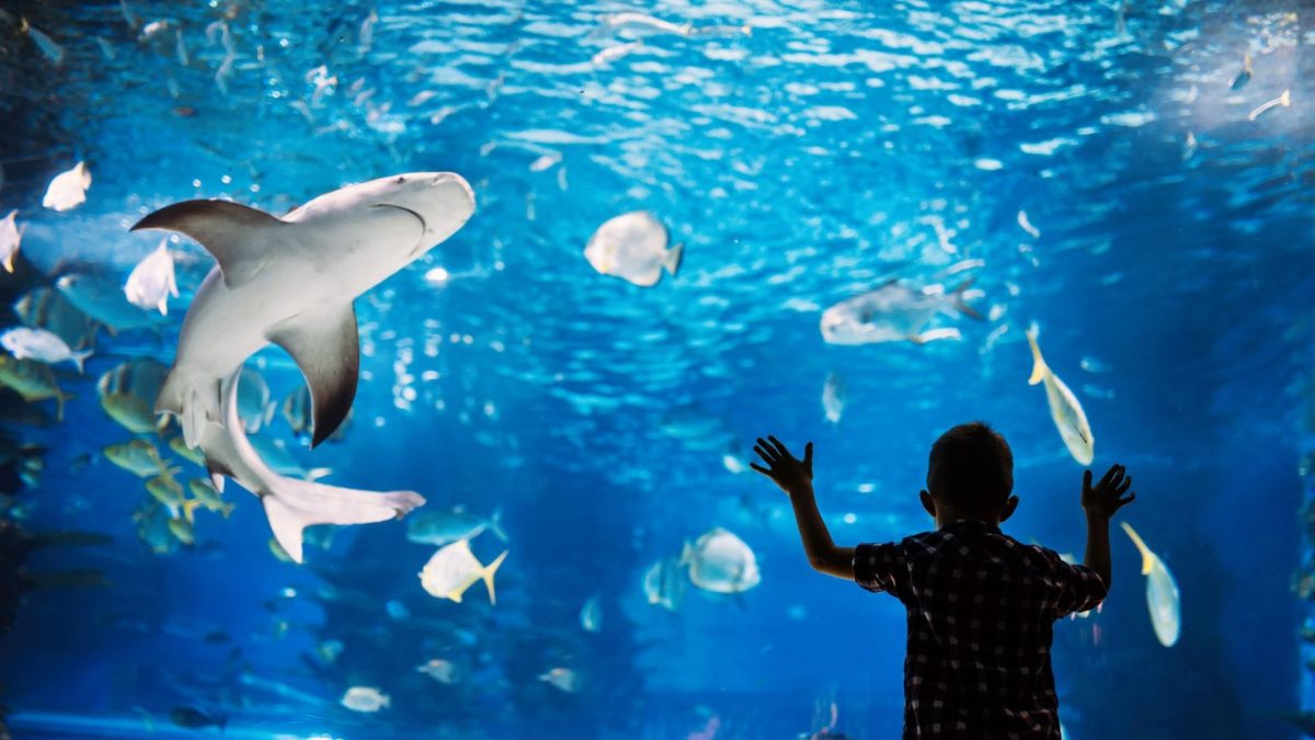 🐠 Hurghada Grand Aquarium Tour from Sahl-Hasheesh - image 5