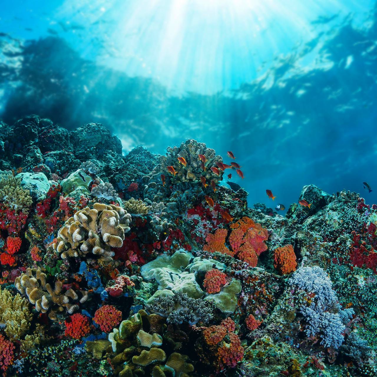 All-Inclusive Sea Trip from El Gouna  - image 4