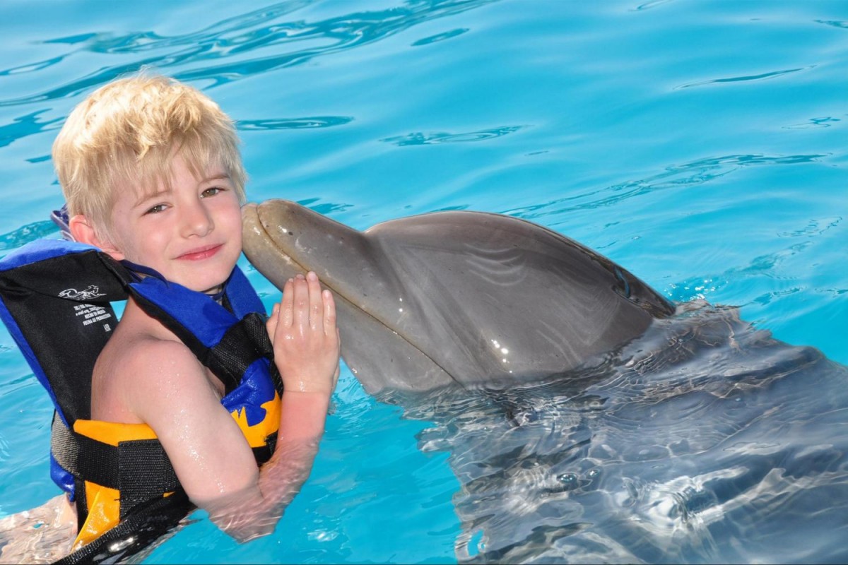 Kemer Swim With Dolphins with Transfer  - image 3