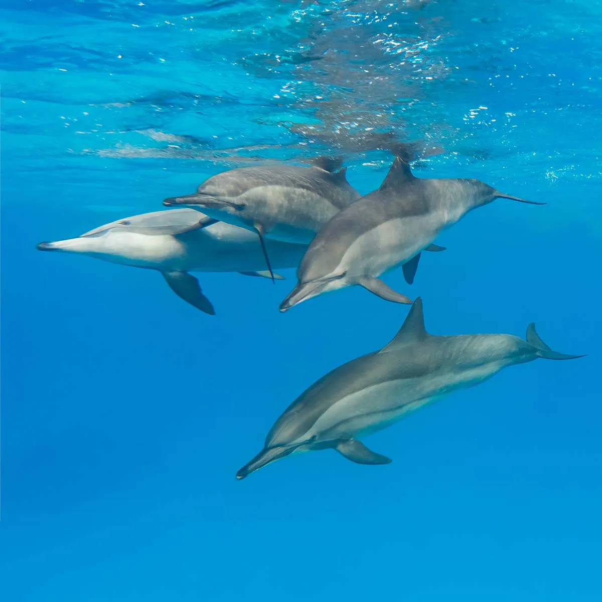 🐬 Sataya Reef (Dolphin House) Boat Tour from Marsa Alam - image 4