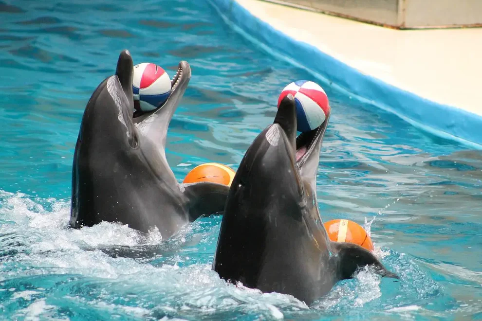 Dolphin Show Kemer - A Spectacular Marine Experience!