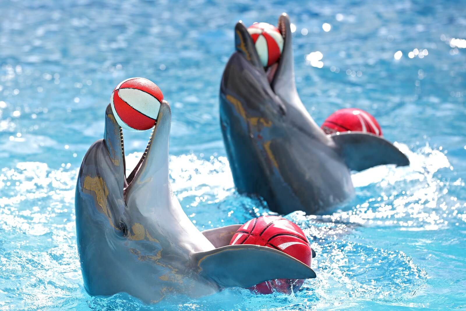 🐬 Excursion to the Hurghada Dolphinarium from Safaga