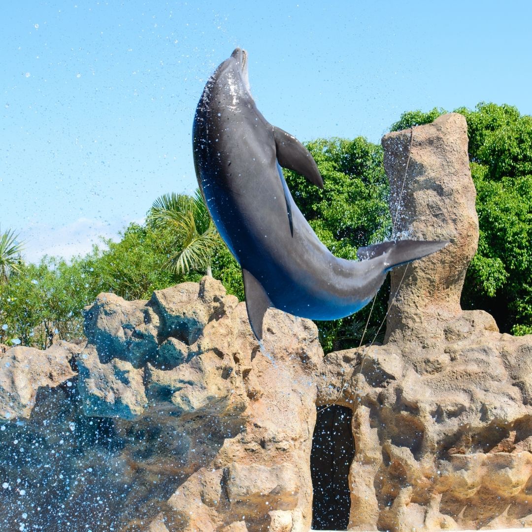 Dolphin Show Kemer - A Spectacular Marine Experience!