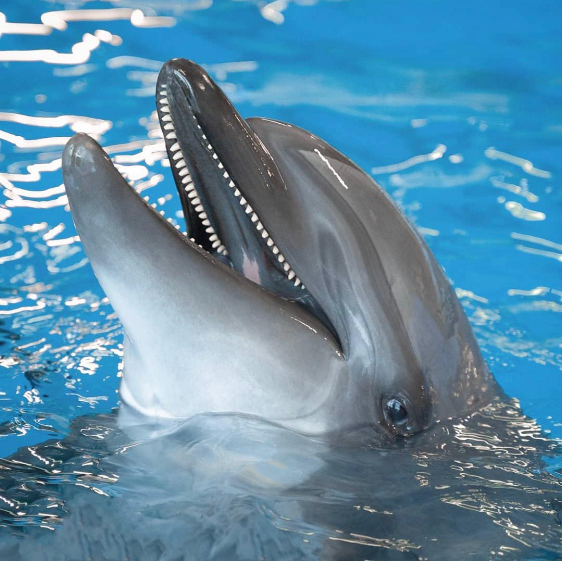 🐬 Swimming with dolphins at the Hurghada Dolphinarium is an unforgettable experience! - image 3