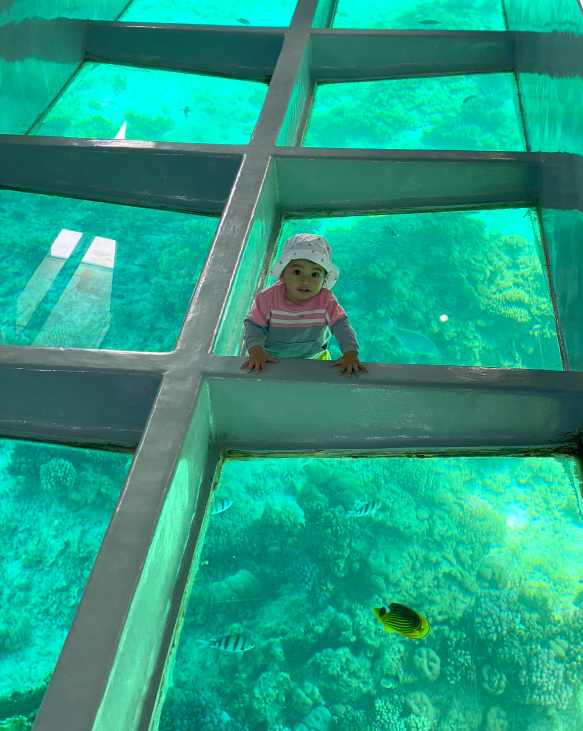 ⛴️ Glass-bottom boat tour on the Red Sea