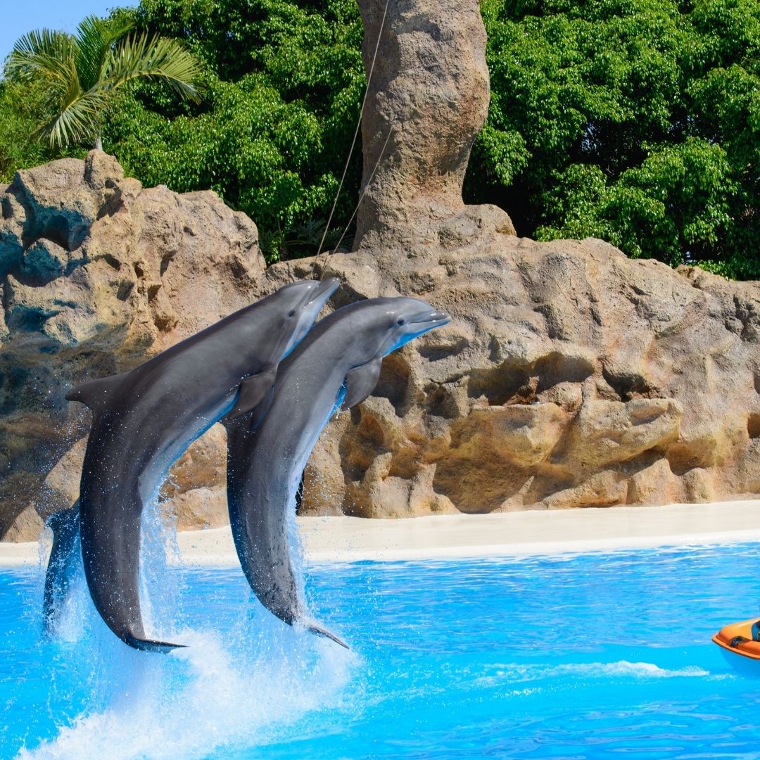 Dolphin Show Kemer - A Spectacular Marine Experience! - image 3