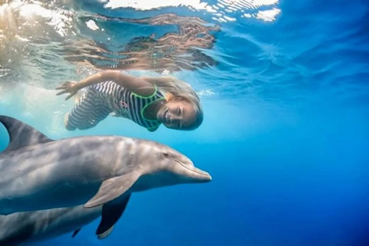 🐬 Boat trip to Dolphin House From Safaga 
