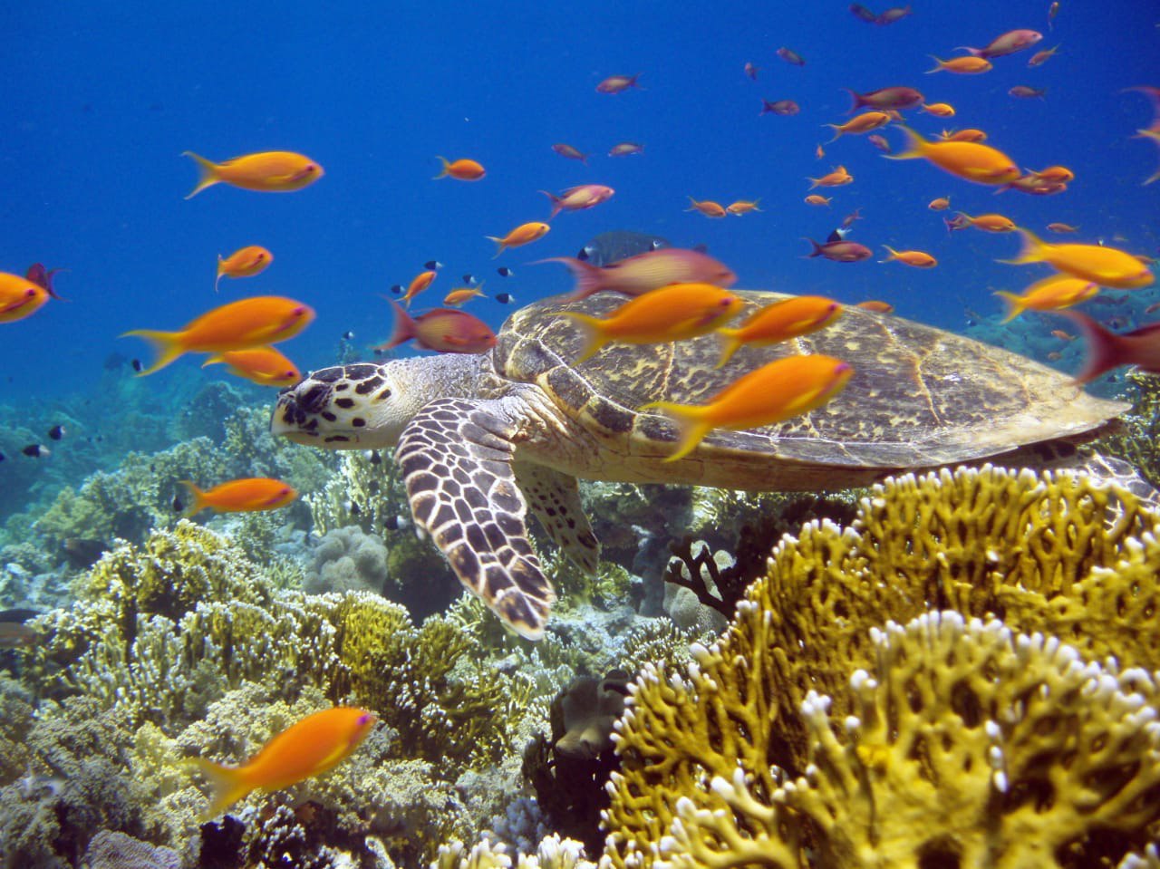 Abu Dabbab Nature Reserve from El Gouna
