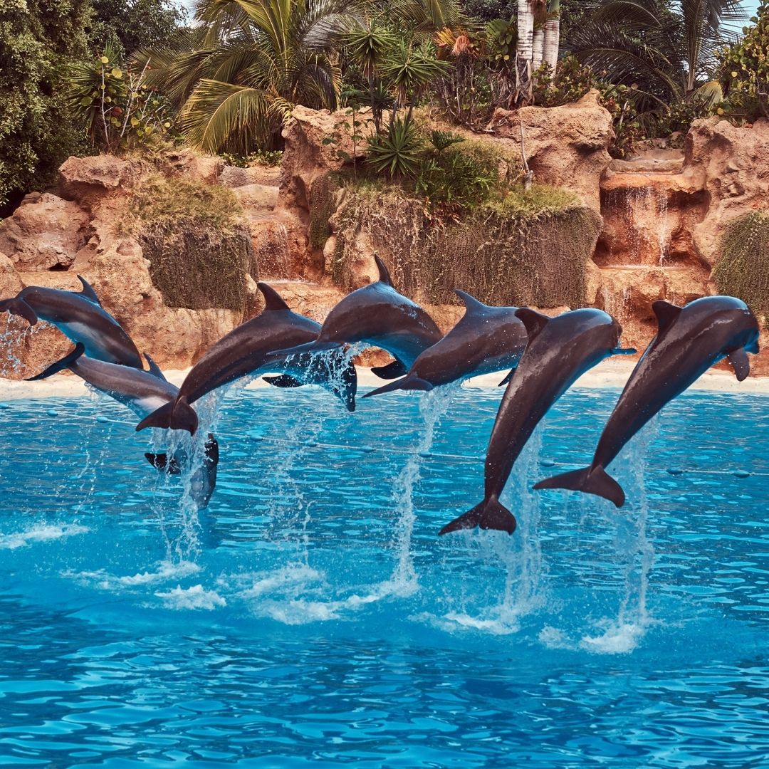 Dolphin Show Kemer - A Spectacular Marine Experience! - image 4