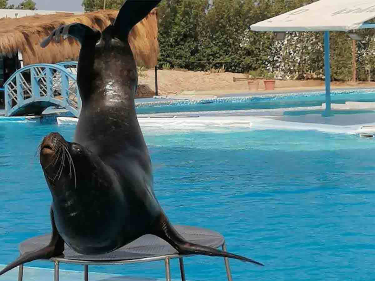 🐬 Excursion to the Hurghada Dolphinarium from Makadi - image 5