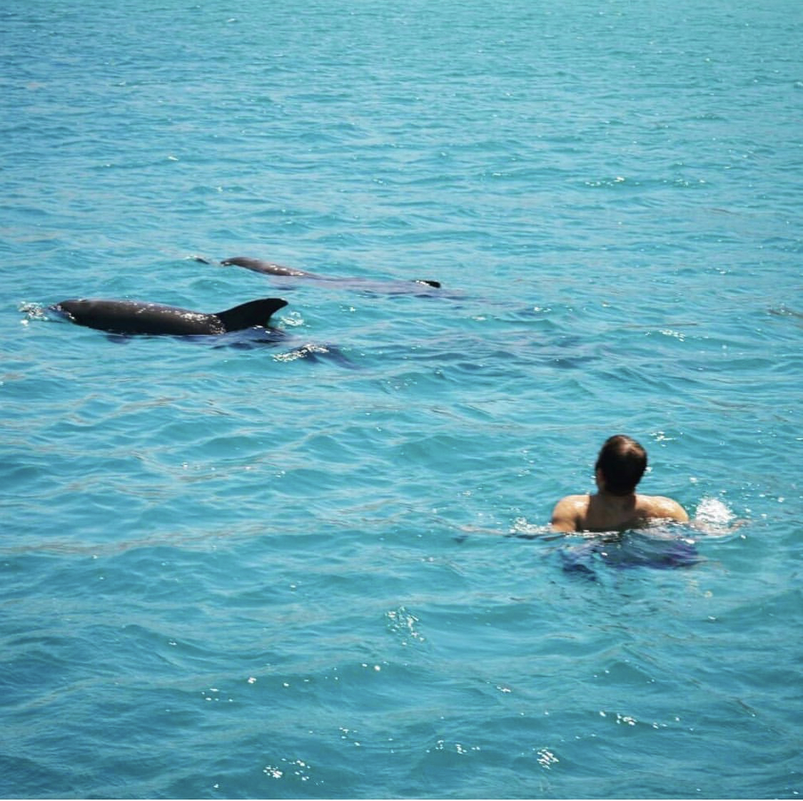🐬 Boat trip to Dolphin House From Hurghada  - image 6