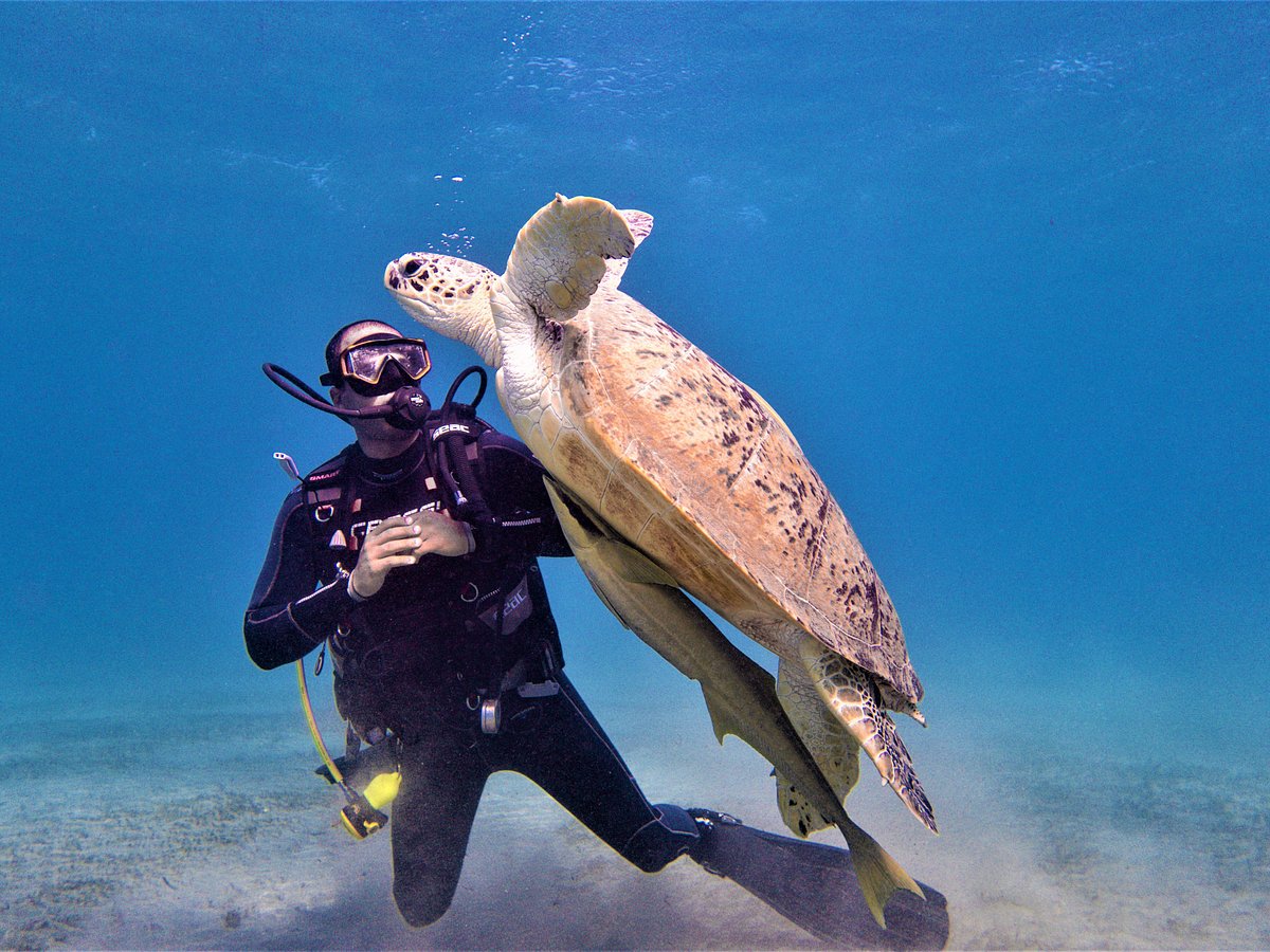 🤿 Certified Diving in the Fantastic Red Sea