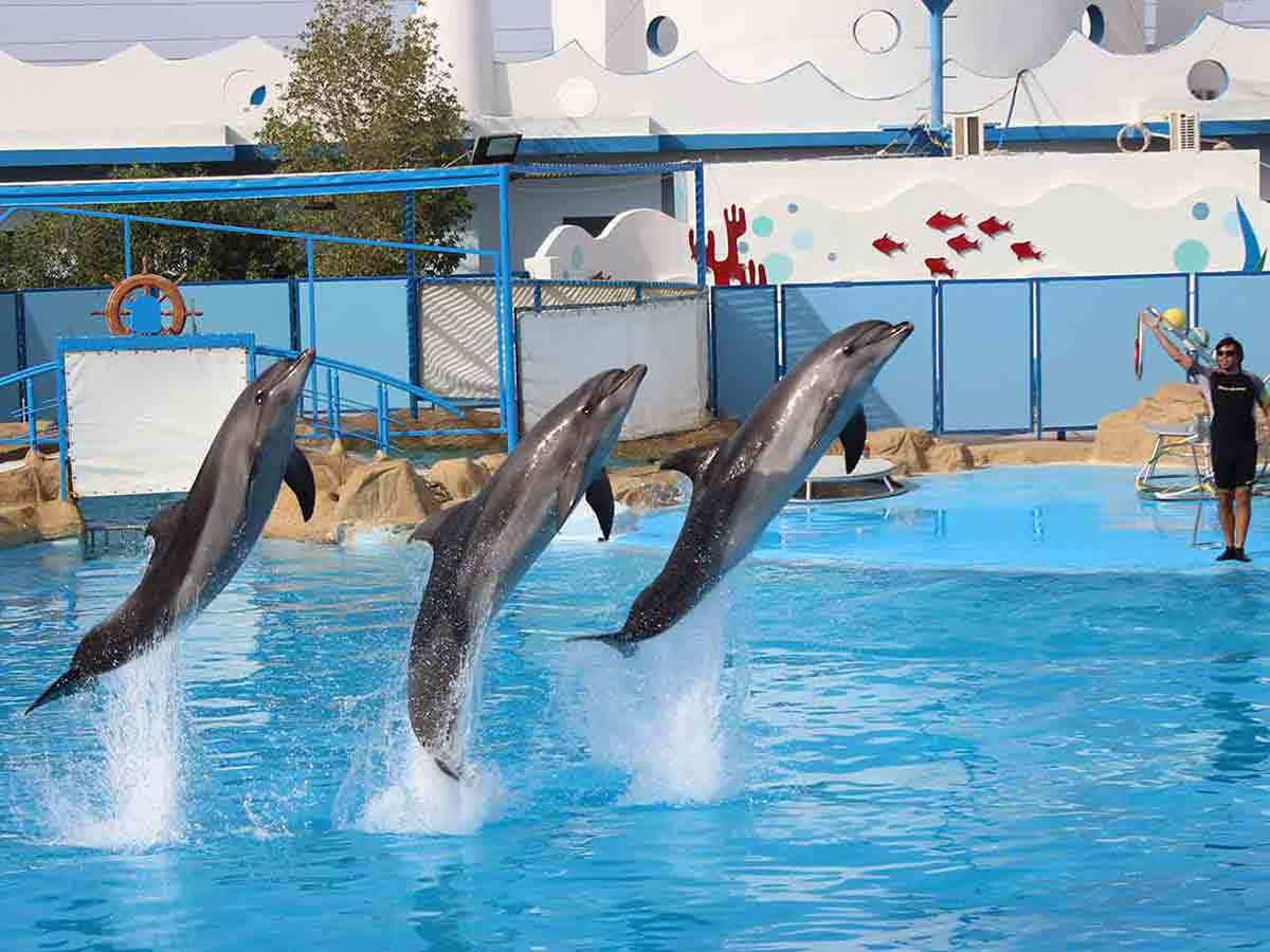 🐬 Excursion to the Hurghada Dolphinarium from El-Gouna - image 4