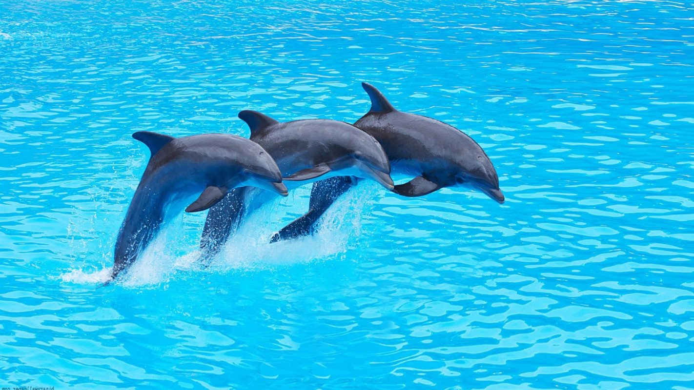 Antalya Dolphin Show Tour