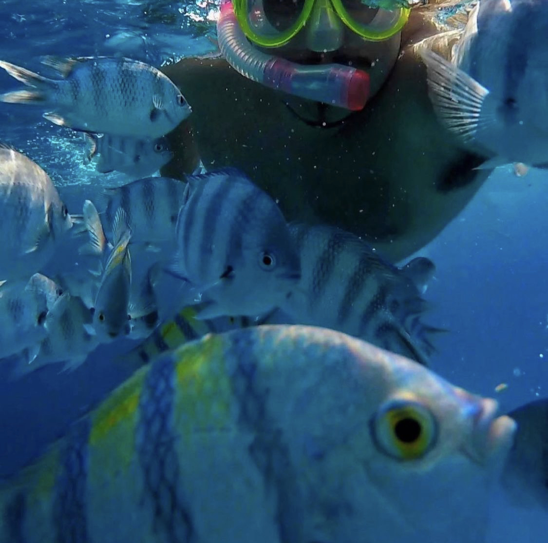 ⛰️ 🌊 Sharm el-Sheikh Mountains and Sea: Safari + Diving in One Tour - image 3