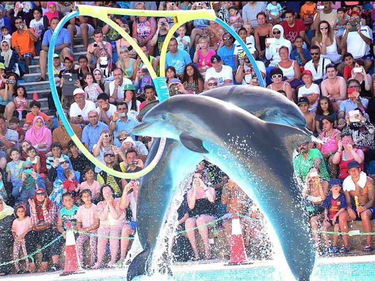 🐬 Excursion to the Hurghada Dolphinarium from El-Gouna - image 6