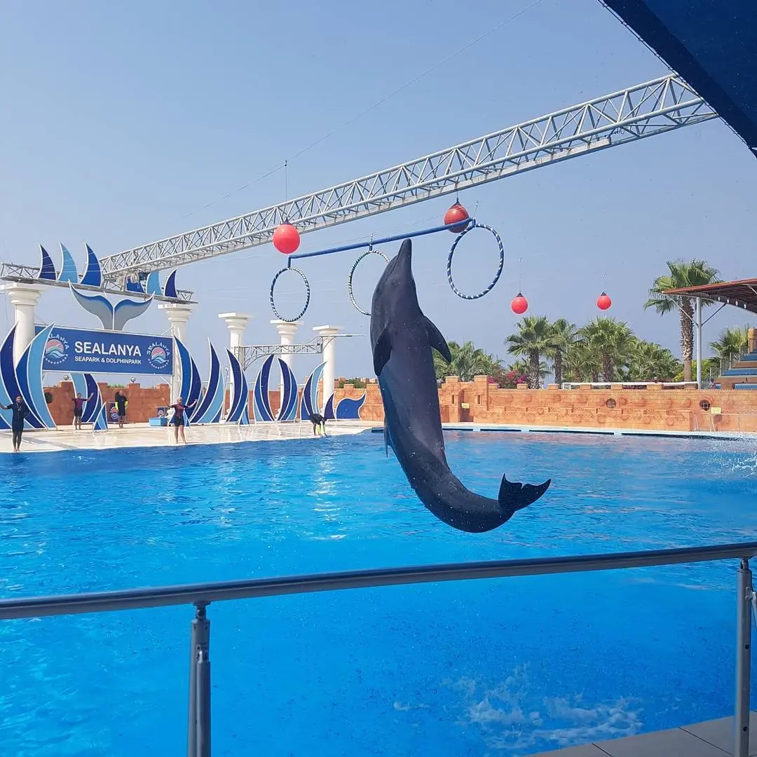 Alanya: Sealanya Dolphinpark Dolphin Show Tour - image 6