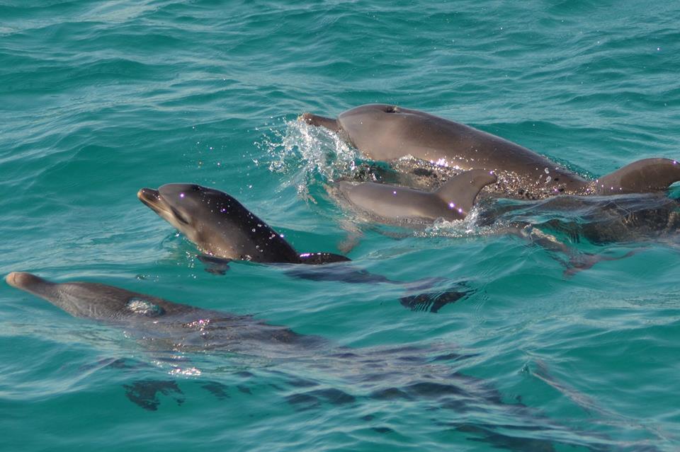 🐬 Super El Gouna and the Valley of the Dolphins - A Luxury Sea Trip to the Venice of Egypt" - image 3