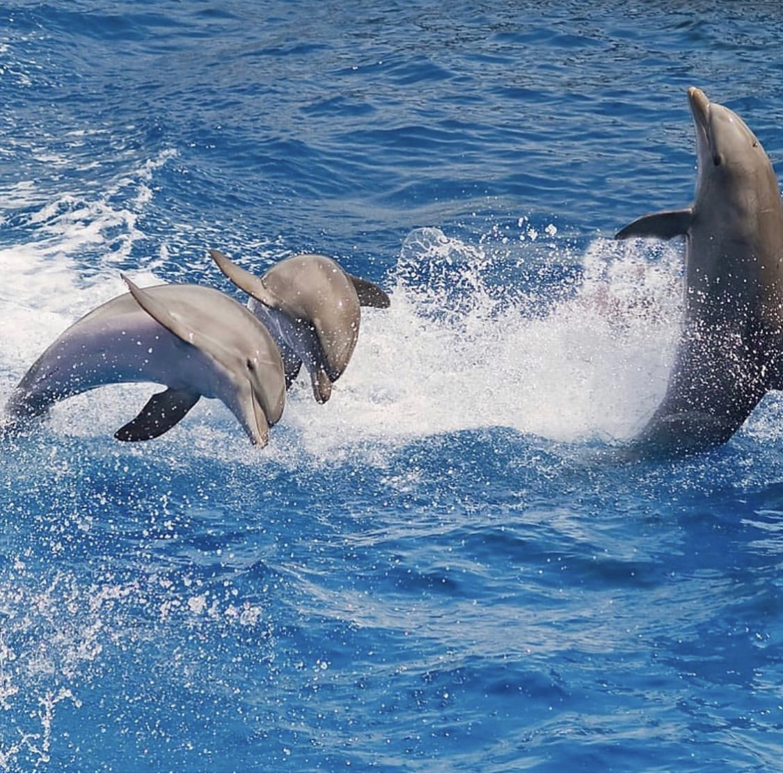 🐬 Sataya Reef (Dolphin House) Boat Tour from Marsa Alam - image 3