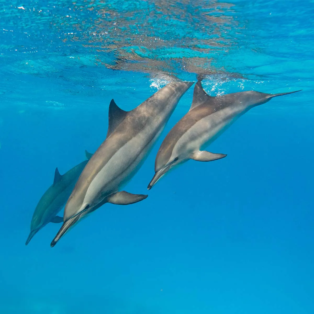 🐬 Sataya Reef (Dolphin House) Boat Tour from Marsa Alam - image 5