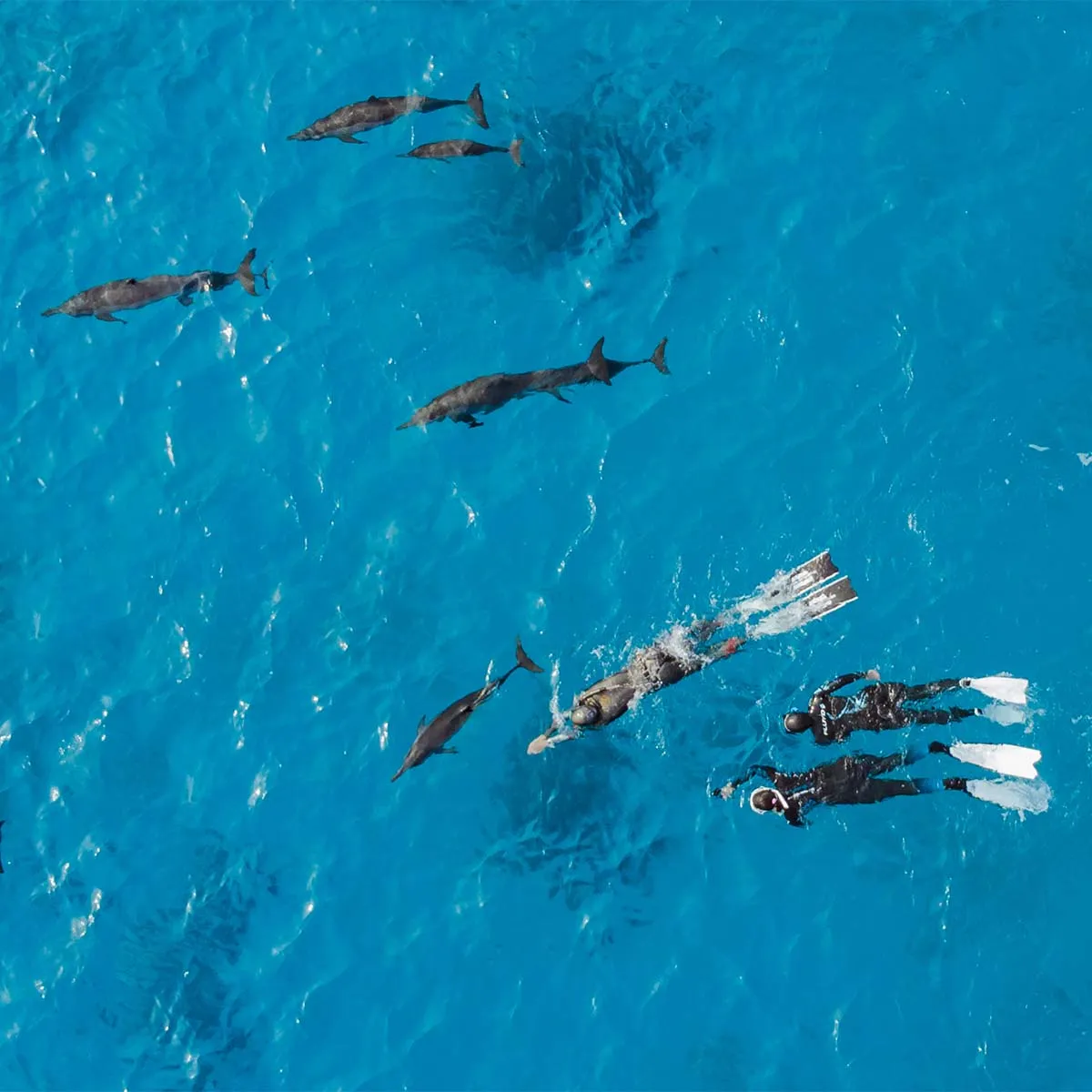 🐬 Sataya Reef (Dolphin House) Boat Tour from Marsa Alam - image 6