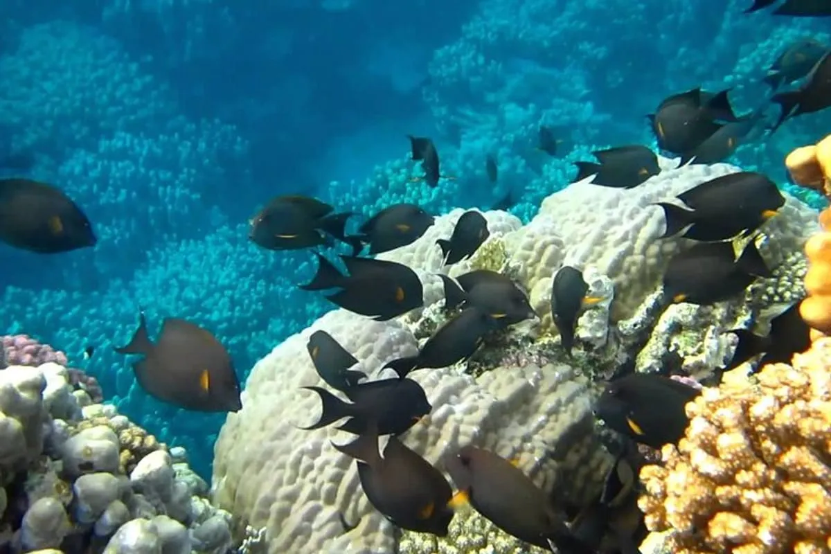 Boat trip to Marsa Mubarak Reserve From Marsa Alam - image 6
